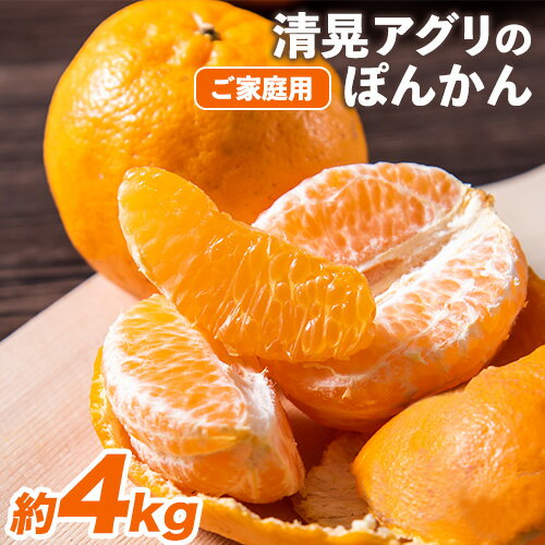 【ふるさと納税】秋 旬 期間限定 『清晃アグリ』のご家庭用 ポンカン 約4kg(M-3Lサイズ) 【日付指定不可】 予約受付中 フルーツ 秋 旬 少し青くても甘くて ジューシー ♪熊本 県 玉名 郡 玉東 町『清晃アグリ』ポンカン《12月中旬-1月中旬頃出荷》 ぽんかん