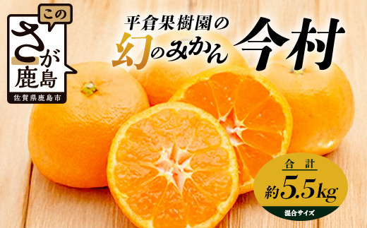 
                  【先行受付】《2027年2月頃お届け》まぼろしのみかん 鹿島 平倉果樹園のみかん『今村』 約5.5kg サイズ混合 | みかん 甘い 温州みかん 希少 幻 まぼろし 蜜柑 ミカン オレンジ フルーツ 果物 高糖 平均糖度12度 佐賀県 鹿島市 B-345
                
