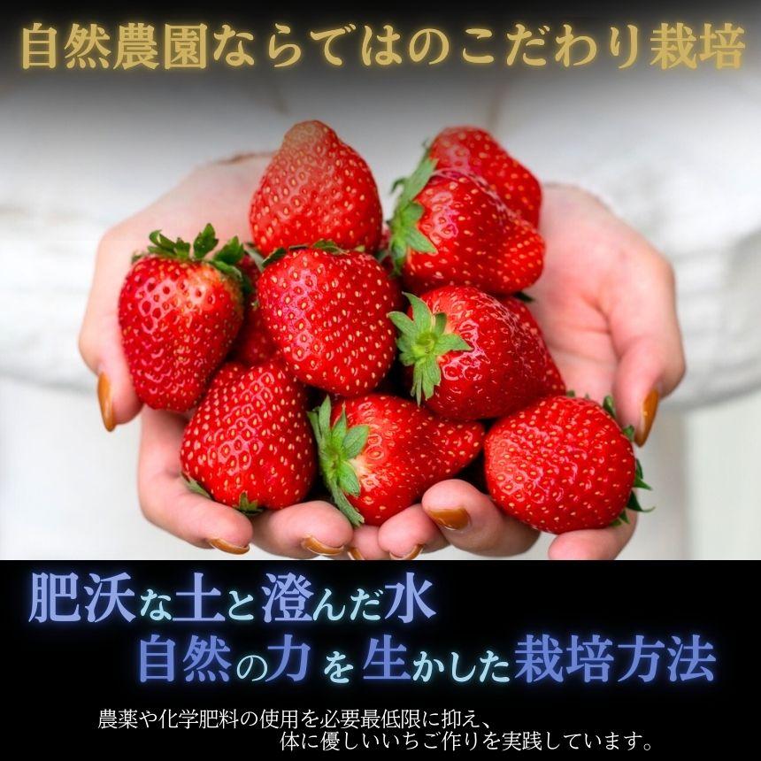 [1月以降発送]いちごの新定番 ★とちあいか★ 12～15粒×2P 2027年 1月～4月上旬発送！【2027年先行予約】栃木県 矢板市産 【1月以降発送】単品 |  14,000円