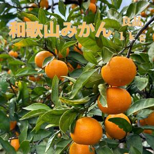 和歌山県海南市産みかん 良品 約1kg（サイズ2S～2L）【2024年12月初旬～2025年2月下旬発送予定】【red4】
