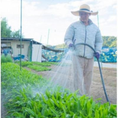 ふるさと納税 河南町 【12〜14種類】河南町新鮮アジア野菜「大満足セット」 |  | 03