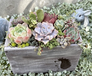 多肉植物 木箱寄せ植え ／ aju succulent 植物 インテリア アレンジ ガーデニング 15種 そのまま飾れる プレゼント ギフト 奈良県 葛城市