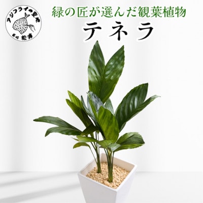 緑の匠が選んだ観葉植物　素敵な空間づくりに　テネラ【配送不可地域：離島】【1637444】