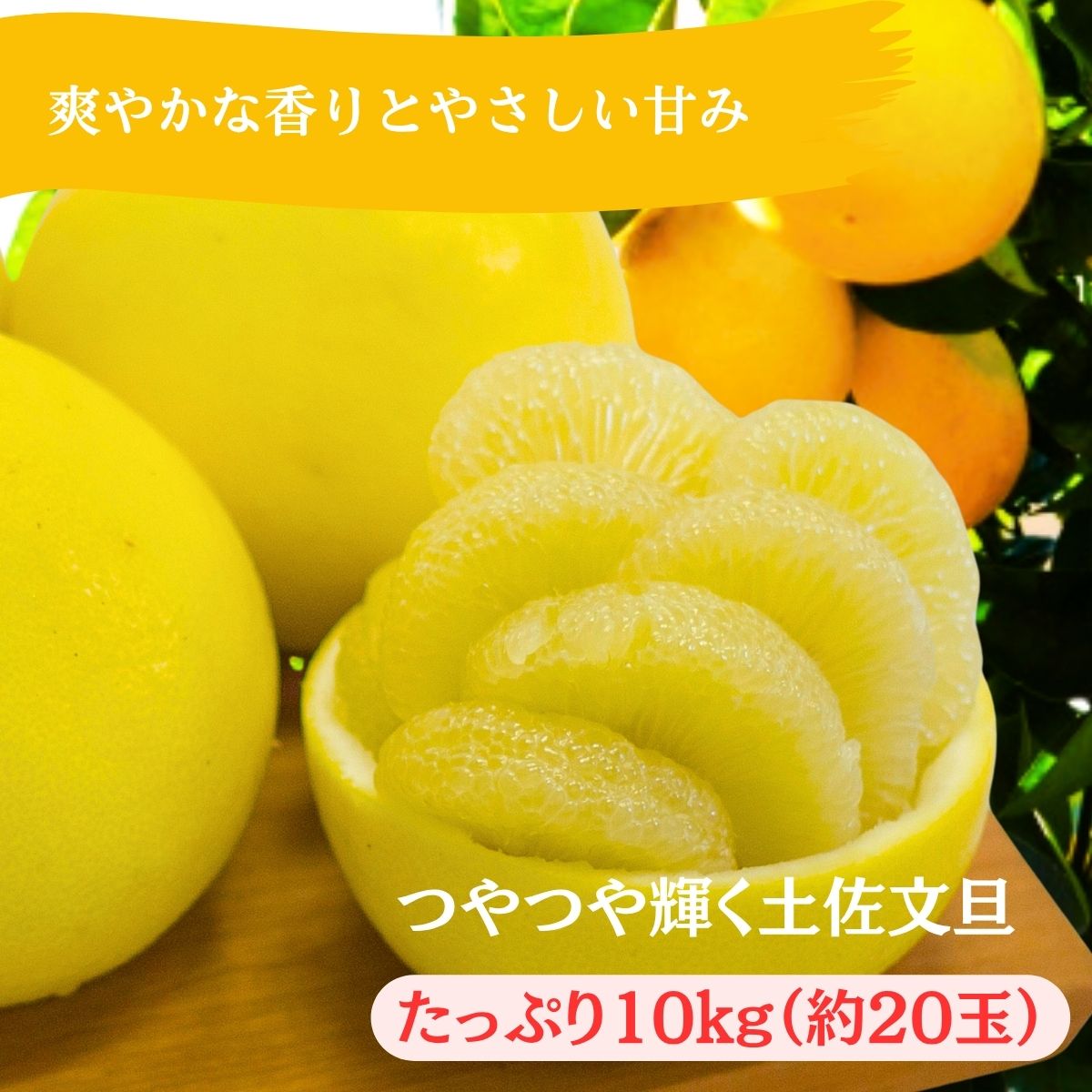 0121601【ふるさと納税】早春の味わい　つやつやに輝く土佐文旦（大小混合約20玉／10kg1箱）※令和8年3月下旬頃より発送開始