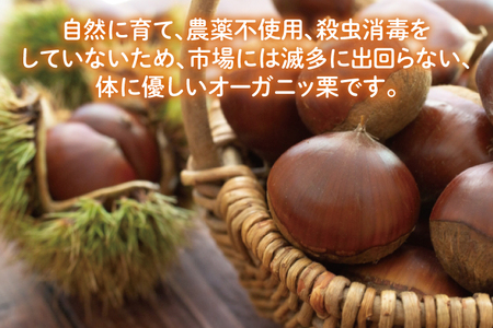 【先行予約】【9月中旬より順次発送】石岡市鶴沼の栗（生栗）2kg（茨城県共通返礼品/石岡市）【くり 栗 農薬不使用 オーガニック オーガニッ栗 珍しい 希少 秋 茨城県産 果物 果樹 栗ご飯 水戸市】