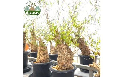 オペルクリカリア・パキプス「塊根植物の王様」(発根管理済) Z12｜観葉植物 コーデックス 盆栽 鉢植え インテリア ハコネコ [0598]