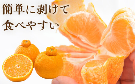 ［先行予約］家庭用 不知火7.5kg+250g（傷み補償分）［デコポンと同品種・人気の春みかん］［わけあり・訳あり］