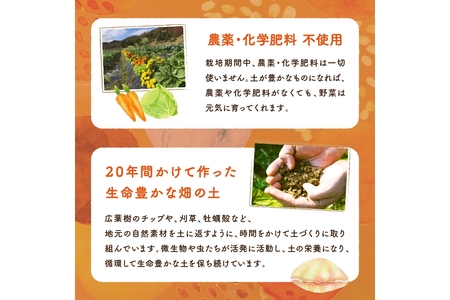 【年4回定期便】春夏秋冬自然栽培野菜セット(年4回)4～5人用