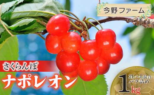 【令和8年産先行予約】さくらんぼ　ナポレオン　2L～L混合　バラ詰め　1kg　今野ファーム