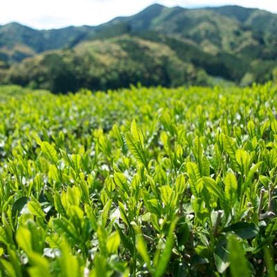 ふるさと納税 藤枝市 高級煎茶10本セット(有機JAS) |  | 03