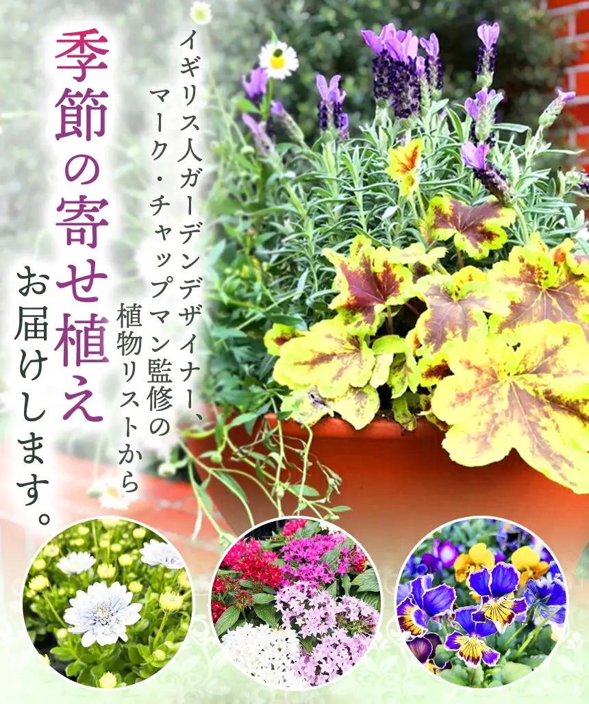 季節 の 寄せ植え ( 内容 おまかせ ) | 花  ガーデニング 英国流 フラワーポット