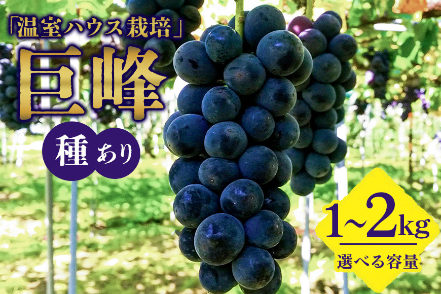 
            【 2025年 先行予約 】 「温室ハウス栽培」 巨峰 1kg 2kg（ 種あり ） 久家ぶどう園 2房 4〜5房 ぶどう ブドウ 有機 肥料 ハウス 栽培 国産 果物 くだもの 葡萄 フルーツ 1キロ 7月 発送 夏 旬 品種 茨城県産 産地直送 産直 農家直送 冷蔵 茨城県 石岡市 (A04-001)
          