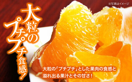 甘平（5-6個）【2026年2月上旬から順次発送】甘平（5から6個）かんぺい [AGBA005]