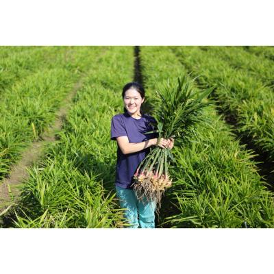 ふるさと納税 出雲市 出雲生姜ぽかぽかセット |  | 02