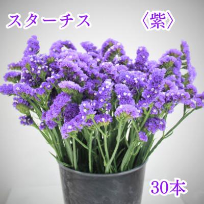 ふるさと納税 原村 【先行受付】原村産スターチス〈紫〉30本