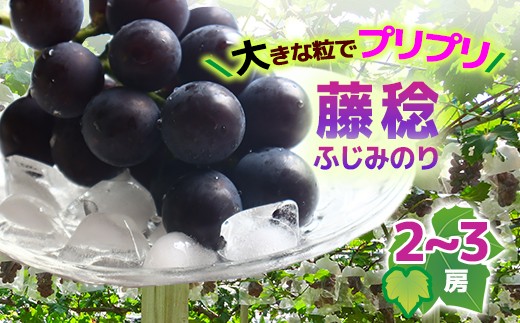【2026年収穫】藤稔(ふじみのり）2-3房