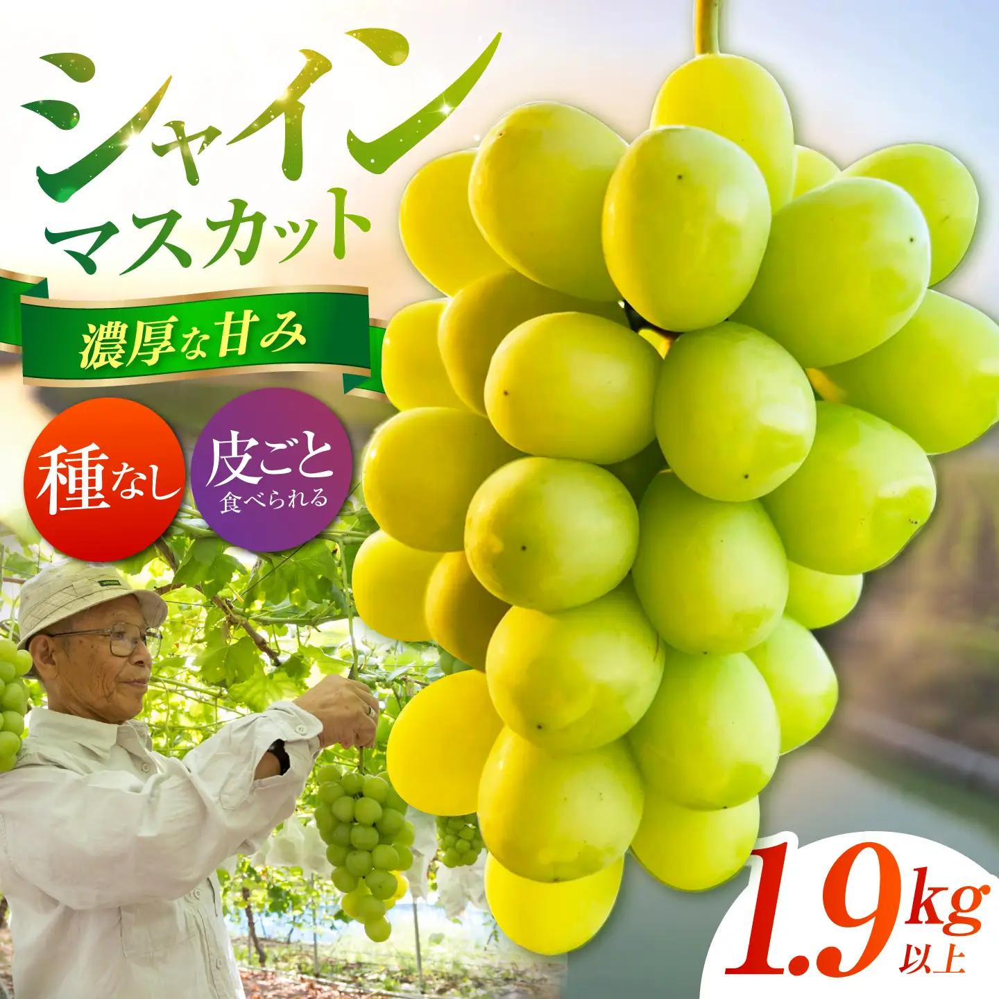【先行予約】 シャインマスカット 1.9kg以上 【小林農園】 / ブドウ ぶどう 果物 種なし[HAX009]