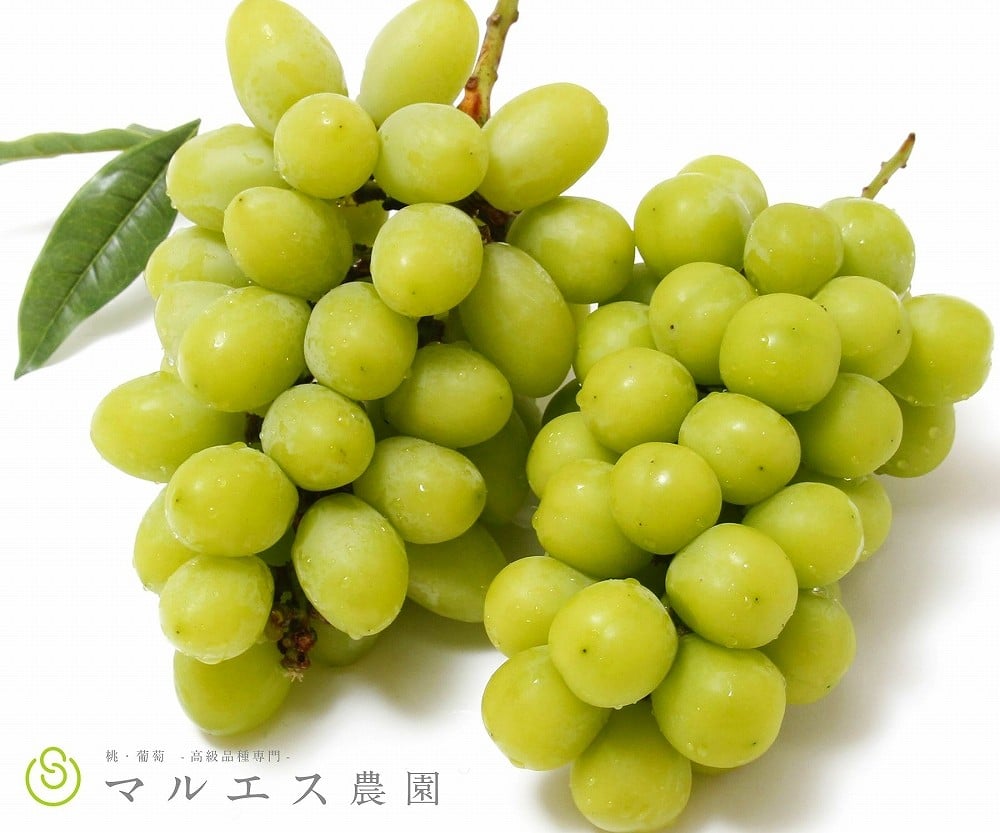 
            （クール配送）「マルエス農園」ジュエルマスカット シャインマスカット 1.2kg以上【2026年発送】（MS）C-197 【ジュエルマスカット シャインマスカット 葡萄 ぶどう ブドウ 令和8年発送 期間限定 山梨県産 甲州市 フルーツ 果物 クール便】
          
