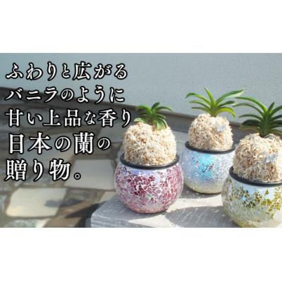 ふるさと納税 山口市 【日本の蘭】富貴蘭　風蘭　キラキラガラス入り D087