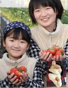 【角田市産地直送】完熟いちご「とちおとめ」合計約500g(250g×2パック)