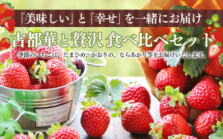 奈良県高級ブランド“古都華”と“季節のいちご”2種盛り。 贈答用1ケース  | フルーツ くだもの 果物 いちご イチゴ ことか コトカ 古都華 奈良県 五條市