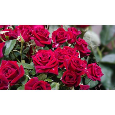 ふるさと納税 杵築市 『天使のバラ』薔薇だけのミニ丈ブーケ(赤系)Lサイズ |  | 03