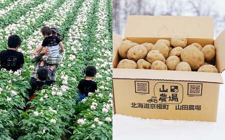北海道産 じゃがいも キタアカリ M～2Lサイズ混載 約10kg 1箱 山田農場 ジャガイモ 芋 いも イモ 国産 【2026年9月下旬-2027年1月上旬迄発送予定】