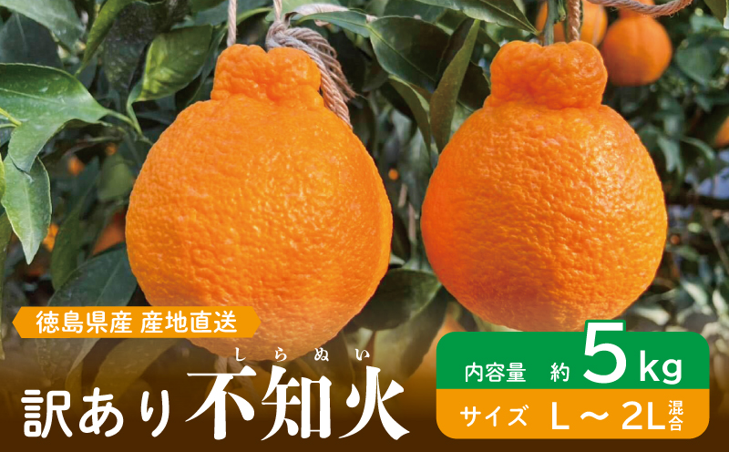 訳あり 果物 しらぬい 5kg L ～ 2L 混合 サイズ不揃い 先行予約 令和 7年産 1箱 不知火 柑橘 阿波市産