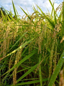 【先行予約】令和7年度産 とちぎの星30kg 栃木県芳賀町産玄米 | 米 お米 玄米 令和7年産 新米 とちぎの星 国産 単一米 期間限定 季節限定※2025年9月中旬～10月下旬頃に順次発送予定