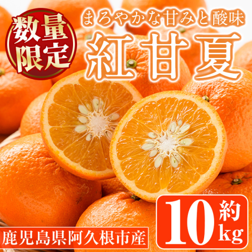 ＜先行予約受付中！2027年1月中旬以降順次発送予定＞紅甘夏(約10kg) 国産 鹿児島県 阿久根市 果実 果物 フルーツ 柑橘 みかん ミカン 期間限定 数量限定【桐野柑橘株式会社】akn070-08