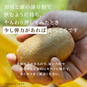 【1月前半発送分】国産キウイフルーツ 5kg 未追熟バラ詰め