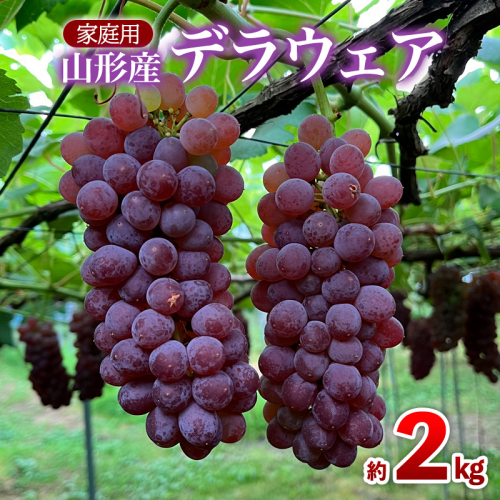 【家庭用】デラウェア 約2kg 12～16房 FY25-001