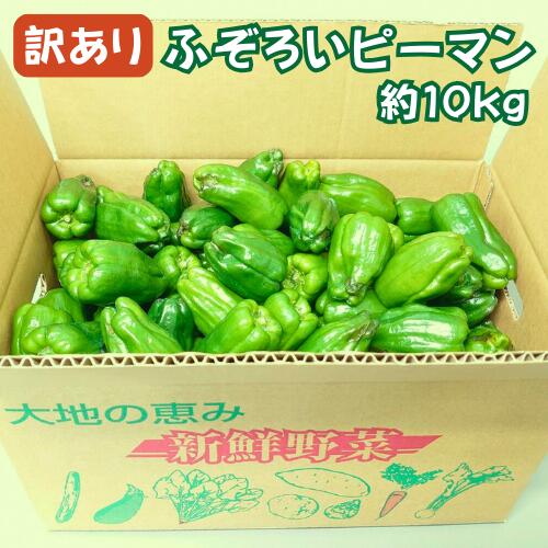 【ふるさと納税】＼先行予約／ 訳あり 不揃い 新鮮 ピーマン 10kg 野菜 朝採れ 農家直送 ふるさと納税 大容量 家庭用 節約 炒め物 肉詰め 回鍋肉 ホイコーロー 栄養豊富 高評価 家計応援 6月〜10月発送 送料無料 岩手県 一関市