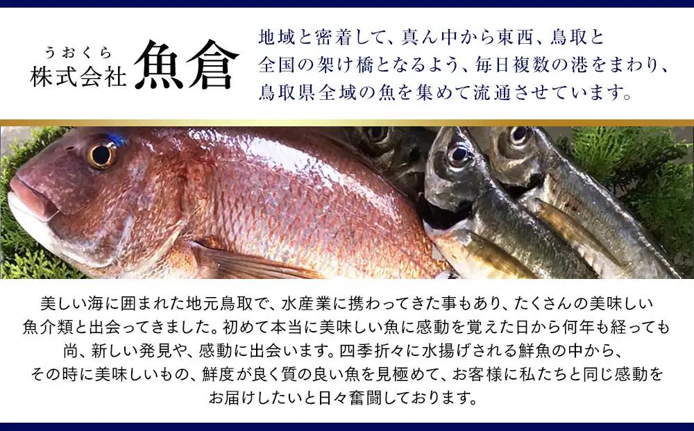 【活】足1本なし　訳あり　松葉ガニ　特大1枚（900g～1kg前後）| カニ 松葉ガニ タグ付き【着日指定不可】※2026年11月上旬～2027年3月下旬に順次発送予定