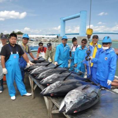 ふるさと納税 本部町 【数量限定】本部町産の本マグロづくし(大トロ・中トロ・赤身)約800g〜1000g |  | 03