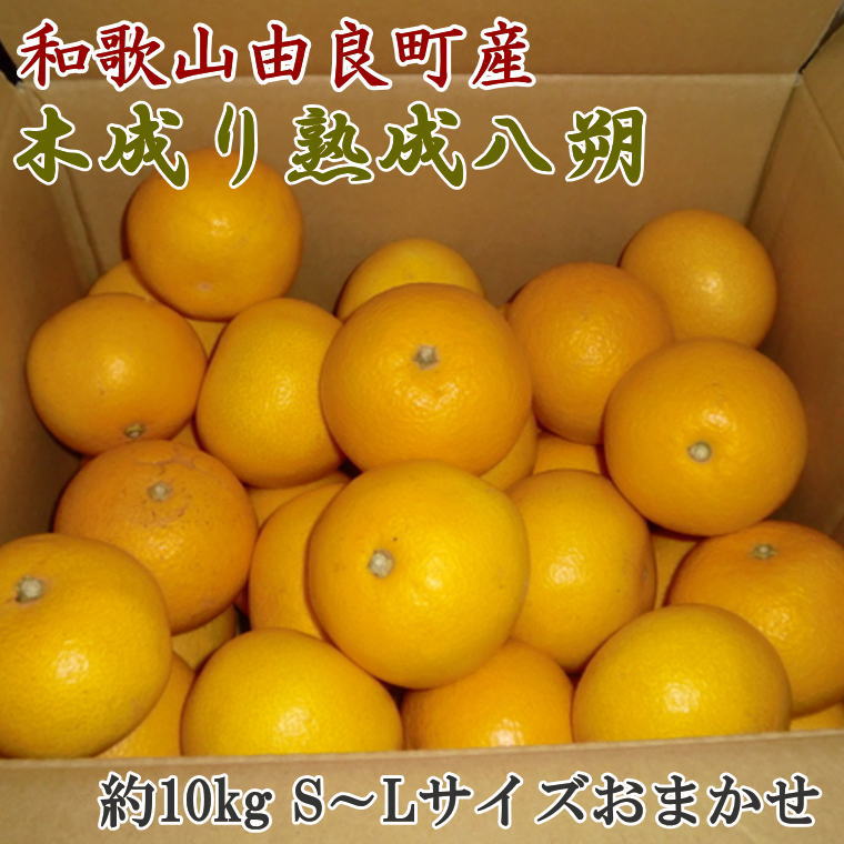 【ふるさと納税】 【先行予約】【産直】和歌山由良町産の木成り熟成八朔約10kg（S〜Lサイズをお届け）※2026年3月中旬～2026年4月中旬頃に発送（お届け日指定不可）