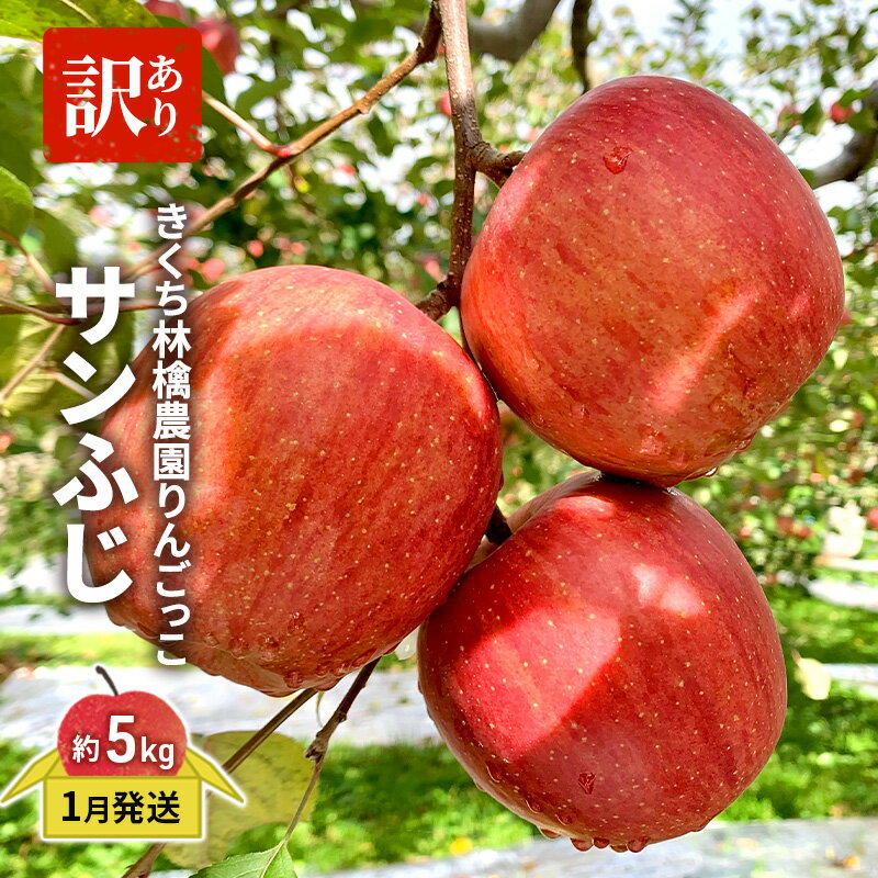 【ふるさと納税】きくち林檎農園りんごっこ 家庭用 大玉 サンふじ 訳あり 約5kg 果物 フルーツ デザート おやつ 食後 香り高い 　お届け：2026年1月6日～2026年2月28日