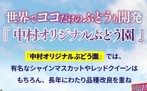 【2025年6月下旬～順次発送】中村オリジナルぶどう園のオリジナル品種含む おまかせ 3種ぶどう 詰め合わせ！※発送前のご連絡についてご注意ください 約 1.4kg 葡萄 ブドウ グレープ フルーツ 