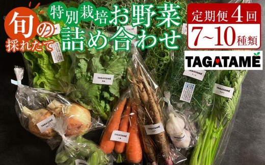 【定期便全4回】旬の採れたて 7～10種類お野菜詰め合わせセット TAGATAME タガタメ【野菜 特別栽培 有機野菜 農薬不使用 無農薬】