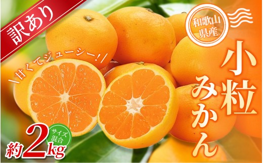 【訳あり】 森本農園の手選別 小粒みかん 約2kg 和歌山県産 【北海道・沖縄・離島配送不可】【2025年11月上旬～2026年2月中旬ごろに順次発送】【BV-mrmt065】
