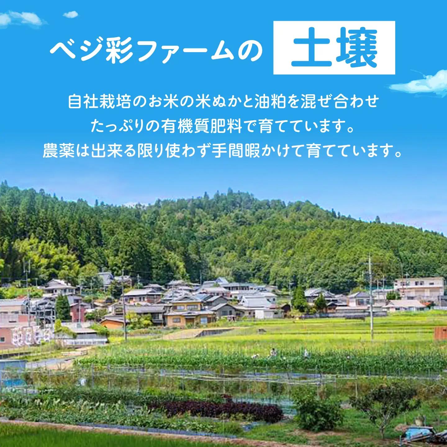 【全10回定期便/2026年10月以降発送】旬のお野菜3種類以上＆お米2kg＆平飼い卵セット 大阪府高槻市/ベジ彩ファーム[AOEJ018]