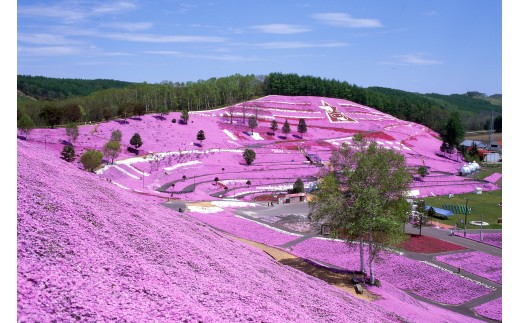 【北海道大空町】旅行割引クーポン券60,000円分 【 ふるさと納税 人気 おすすめ ランキング 旅行 割引 クーポン 宿泊 航空券 観光 温泉 資料館 公園 北海道 大空町 送料無料 】 OST005