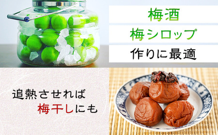 青梅 梅 あおうめ 和歌山産 南高梅 約5kg ときわオンライン《2025年5月下旬-7月上旬頃出荷》 和歌山県 紀の川市 産地直送 農家直送
