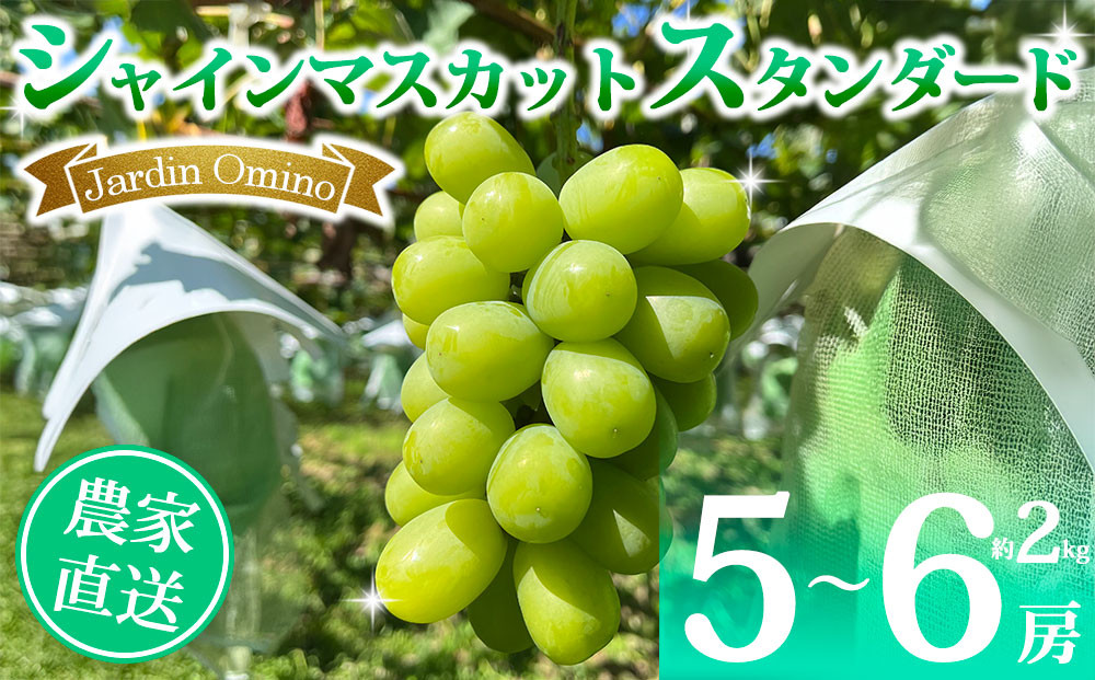 
            【先行受付2025年発送】シャインマスカット スタンダード 約2kg（5～6房）｜Jardin Omino　※2025年9月初旬~10月中旬に発送予定
          