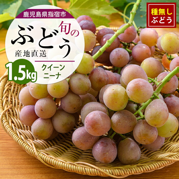 【ふるさと納税】【2026年7月下旬〜発送】＜期間限定＞迫田果樹園のぶどう クイーンニーナ 約1.5kg フルーツ 葡萄 果物 甘い 種なし 指宿産 種無しぶどう【迫田果樹園】