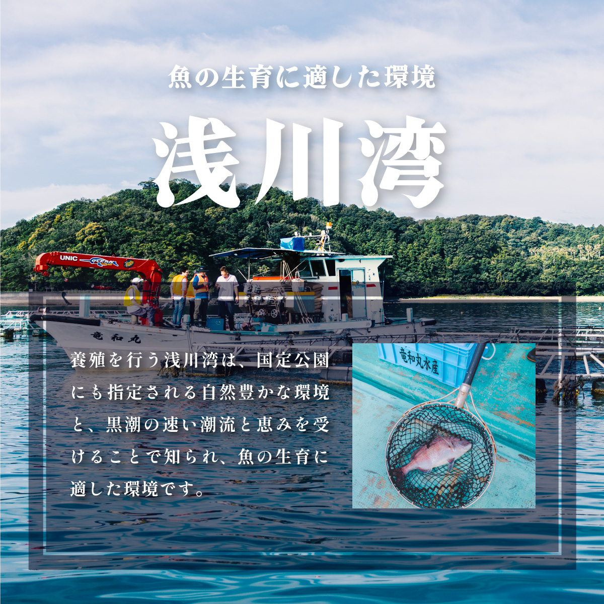期間限定 天然 伊勢海老 1kg 活伊勢海老 厳選 産地直送 【2024年9月中下旬以降にお届け】