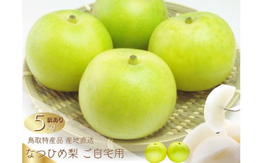 数量限定 鳥取県産 梨 訳あり ご自宅用 なつひめ 5kg【梨 なし ナシ なつひめ 青梨 赤梨 5kg 5キロ しゃきしゃき シャキシャキ 限定 自宅用 家庭用 甘い さわやか 爽やか 高品質 国産 鳥取県産 人気 おすすめ 鳥取県 琴浦町 送料無料】