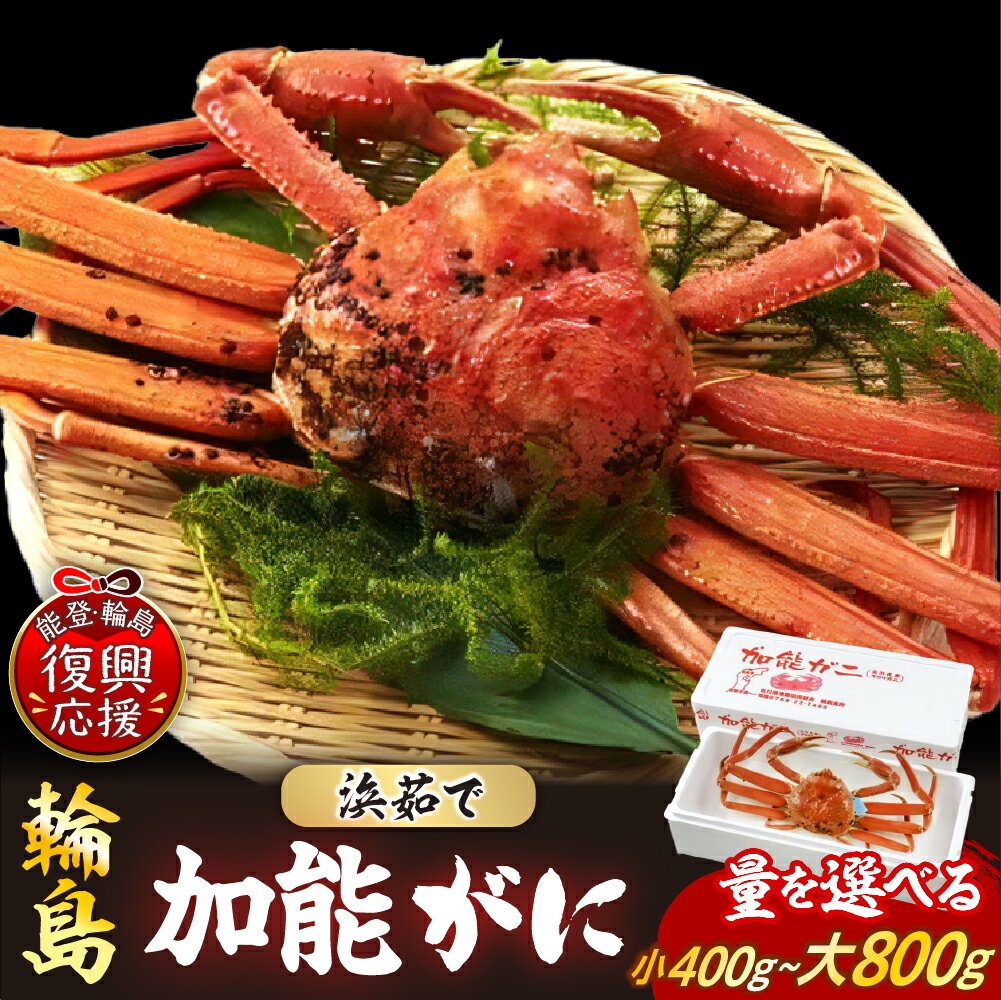 【ふるさと納税】先行予約 加能ガニ（雄ズワイガニ、浜茹で）選べる内容量 | 【2025年11月下旬-12月初旬にお届け】 ブランド蟹 かに 海鮮 冷蔵便 ギフト プレゼント 贈り物 量を選べる 能登 石川県 輪島市