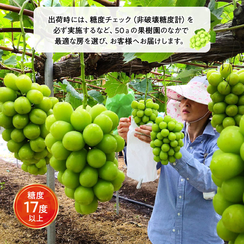 【ふるさと納税】【先行予約】【配送不可地域：北海道・沖縄県・離島】シャインマスカット大粒 2房【800ｇ以上】【糖度17度以上】皮 旬 時期 糖度 香川 種なし シャインマスカット 大粒 贈答用 ギフ
