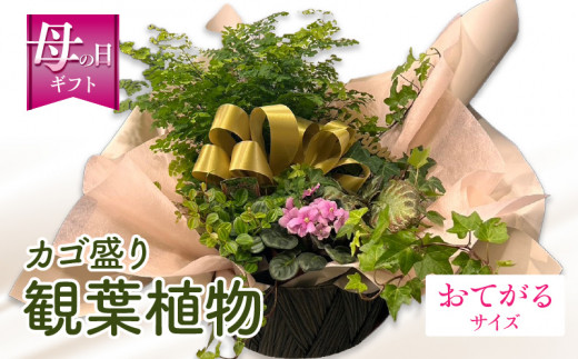 【数量・期間限定】【母の日】観葉植物 カゴ盛り おてがるサイズ_M238-007_01-MD